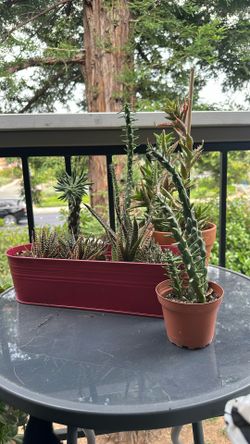 Variety Of Cacti and Succulents