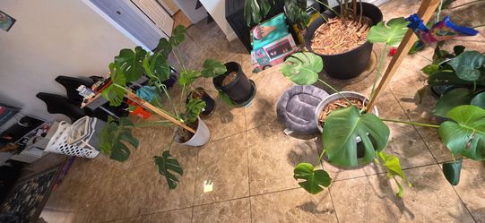 Monstera Deliciosa Live Indoor Plants
