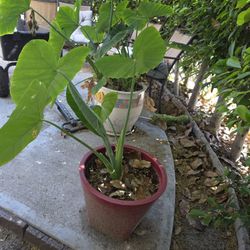 Elephant Ear Plant With Pot
