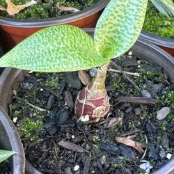 Succulents Plants 4”pot 