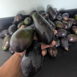 Aguacate Reed Liso 