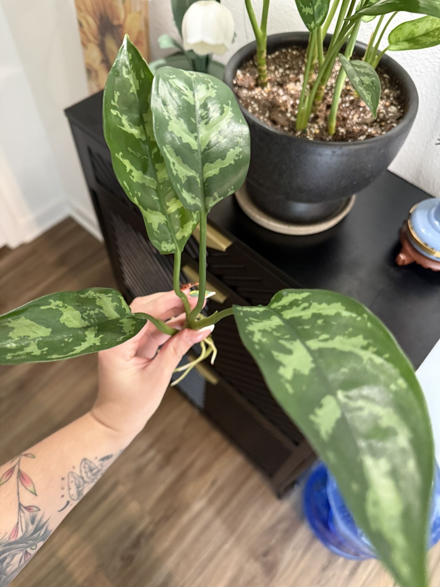 Chinese Evergreen - Fully Rooted, Ready To Plant!