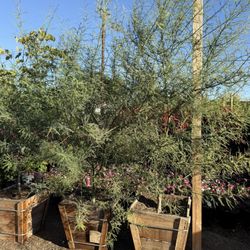 Desert Museum Palo Verde (Thornless)