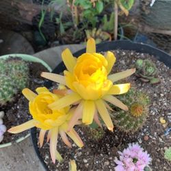 Cactus Plant Yellow Flowers Color 
