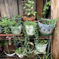 Different Plants From $5 To 10.00 Each.
