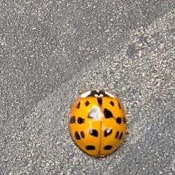 Hatch