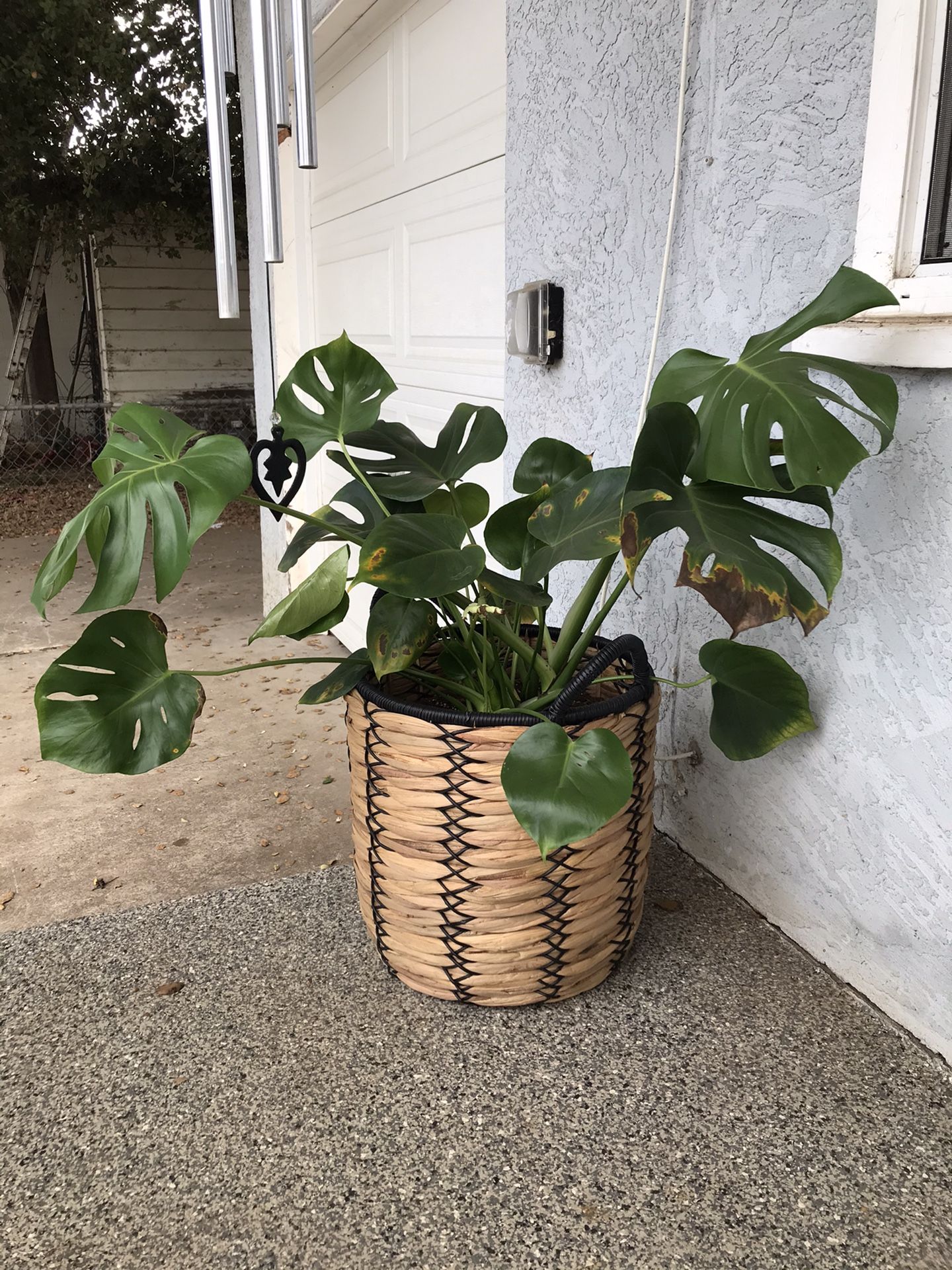 Big monstera plant and boho basket