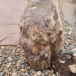 rocks fossils

minerals crystals petrified

wood