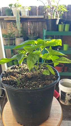 Habanero pepper ( purple)