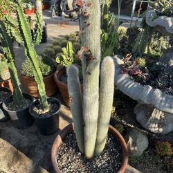 Large Sliver Torch 