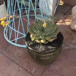 flowering succulents in  glazed pots