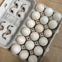 Duck Eggs 🥚 Fresh 