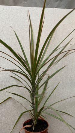 Red green yellow Dracaena plant 4in pot