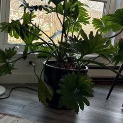 Mature Lacy Tree Philodendron – Statement Floor Plant – 3+ ft Tall – Healthy