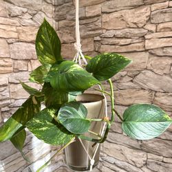 Golden Pothos House Plant In Beautiful Double Pot 7.5"H.