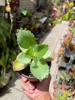 Mala Madre Kalanchoe