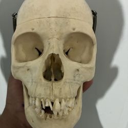 Anatomical medical skull 
