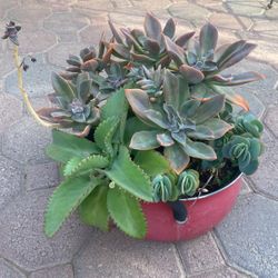 Suculent Pot. 