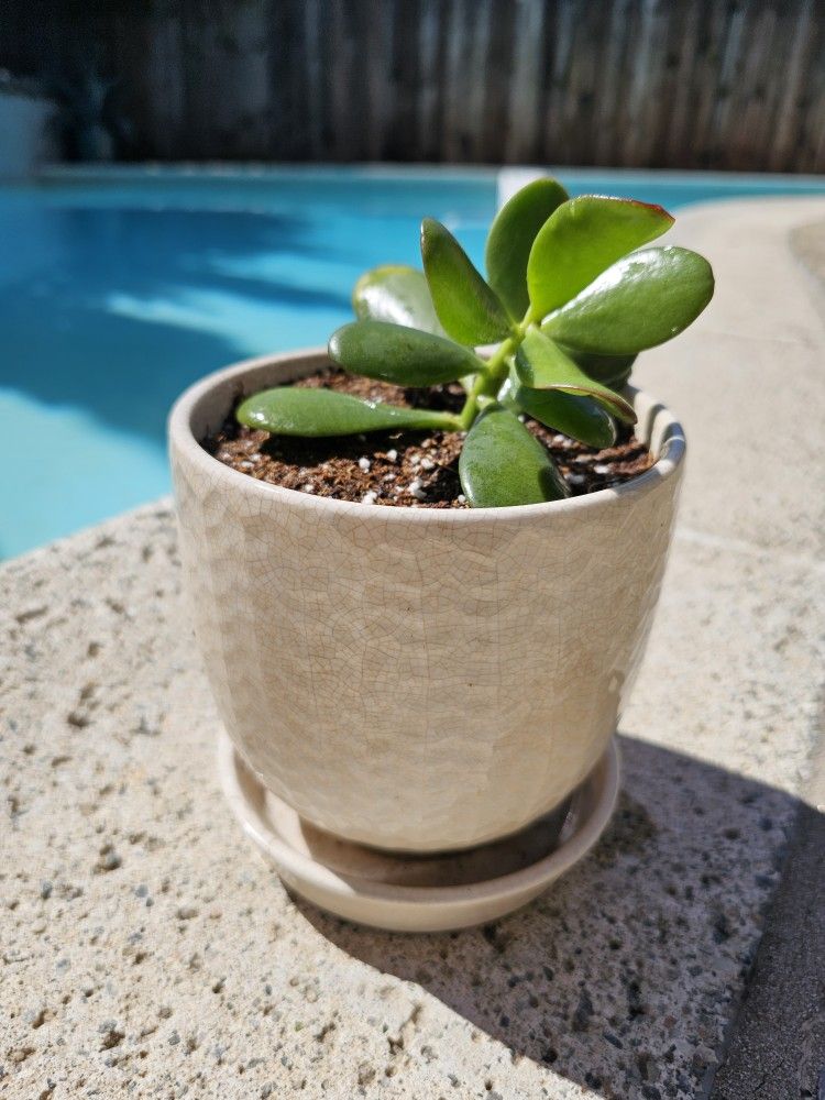 Jade Plant In Pot