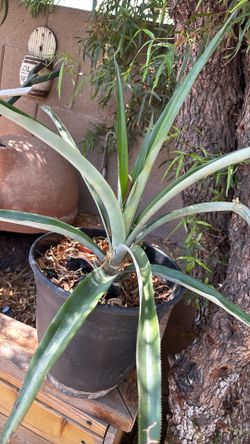 Planta de piña