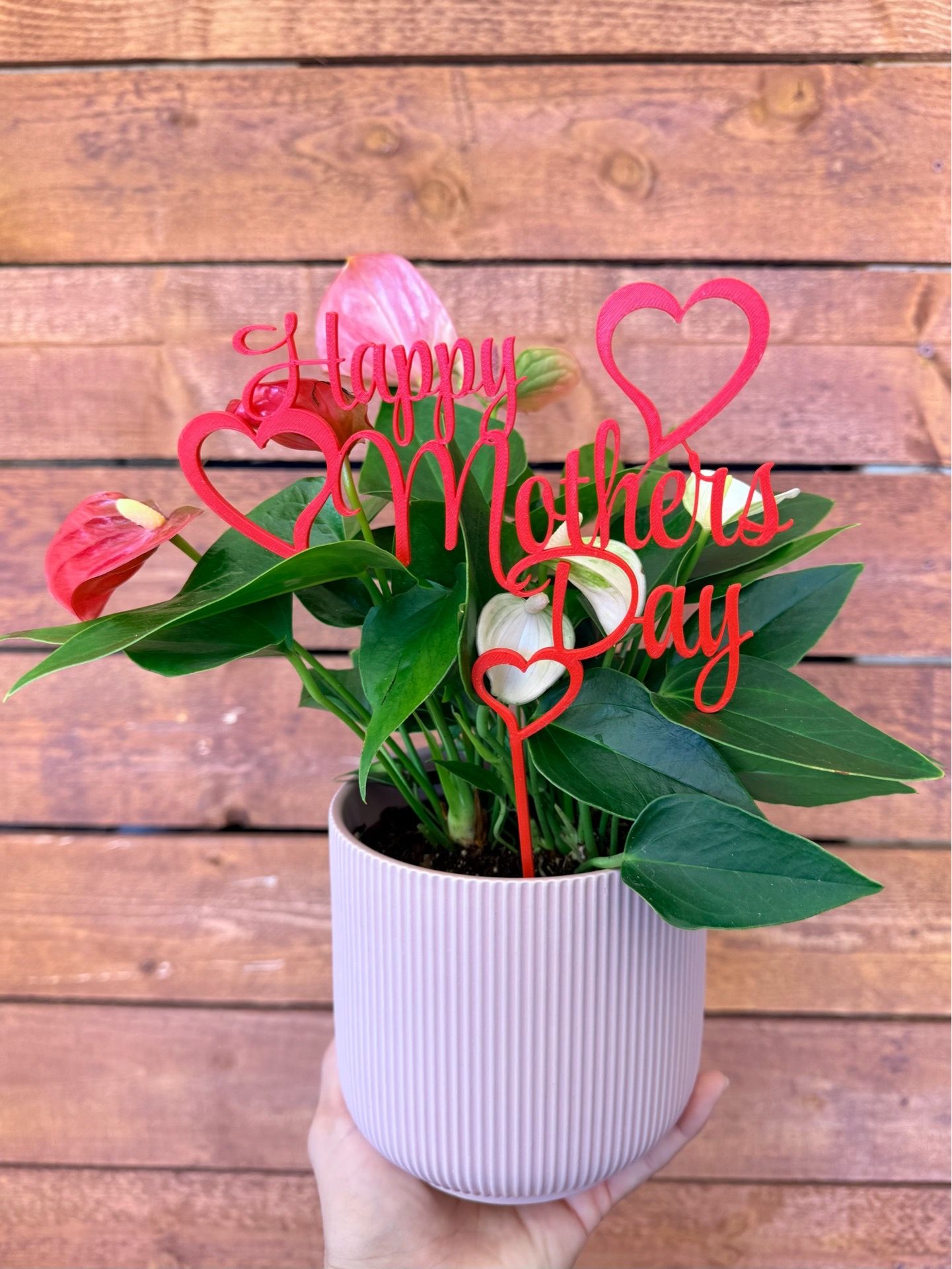 Unique Mother’s Day Gift 🌸 Live Anthurium Arrangement