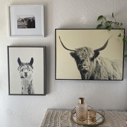 3 Pictures 