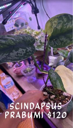scindapsus mother plants for sale