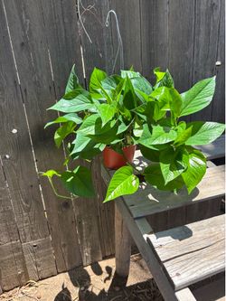 Jade Pothos