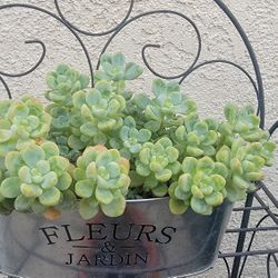 Succulents