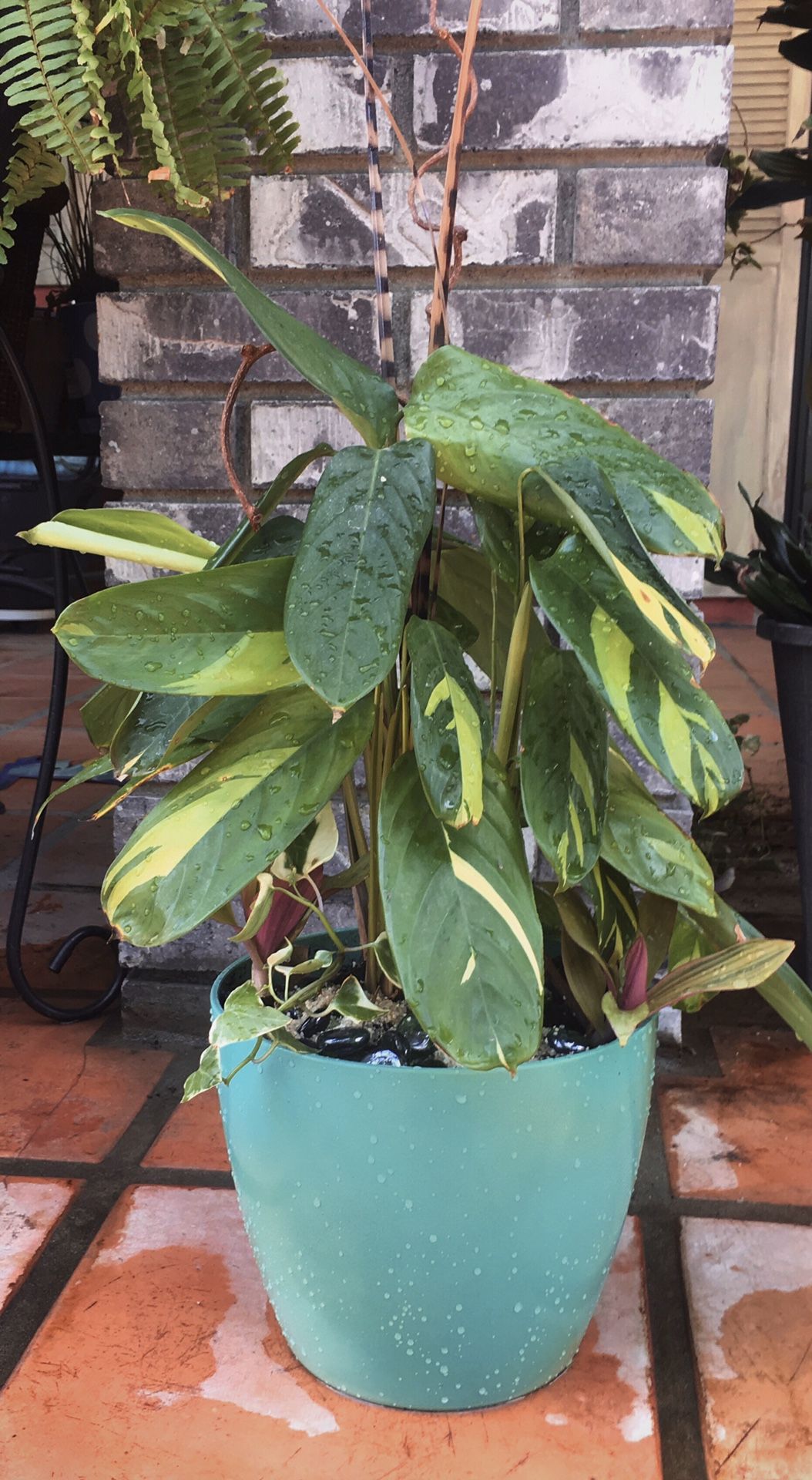22” Indoor Calathea ‘Lubbersii’ Prayer Plant Succulent Arrangement