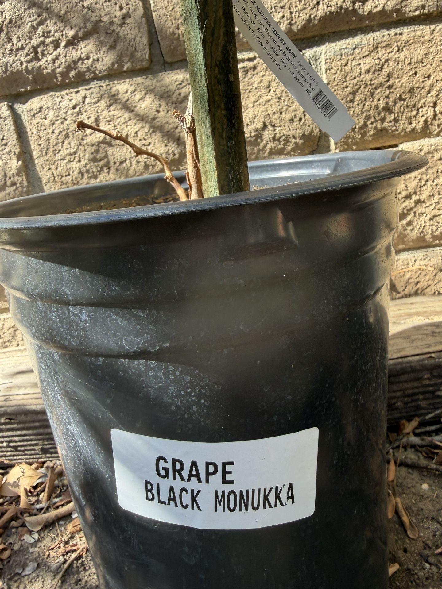 Black Monakkah Seedless Grape , 6ft Vine