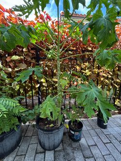 Very healthy Large Potted Papaya Tree. This is about to start fruiting.