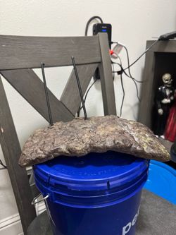 Turtle decor