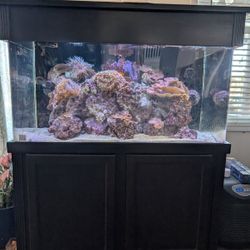 120 Gallon Acrylic Aquarium With Stand And Canopy And Sump