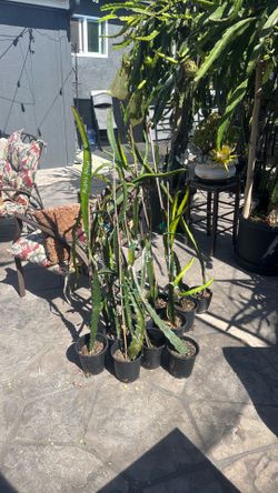 Dragon Fruit cuttings and plants