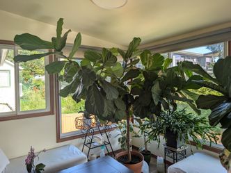 Fiddle Leaf Fig