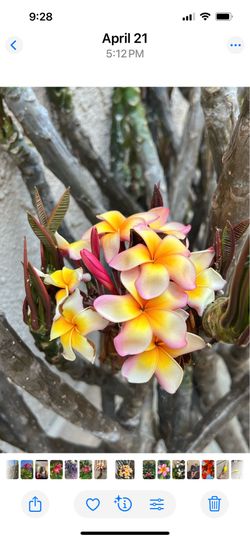 Look ! beautiful already Rooted plumerias! Ready for you