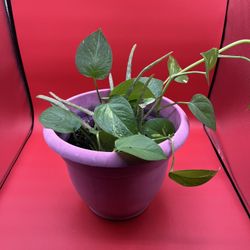 Pink Plastic Pot With Live Aloe Vera And Ivy