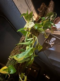 10-foot standing  living planter