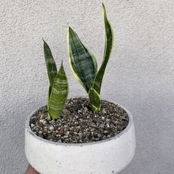 Sansaveria / lengua de suegra arrangement