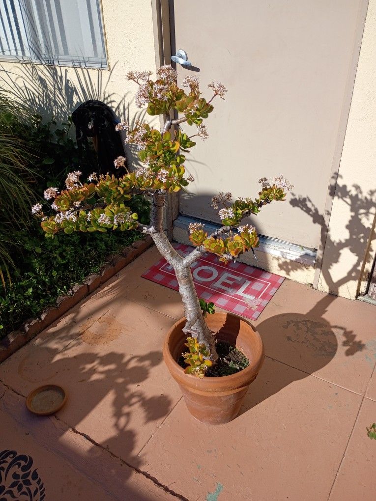 Beautiful Bonsai Jade Plant