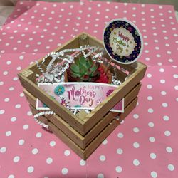 Mothers Day Gift Succulent Plant 