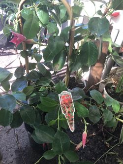 Sun parasol plant for shipping out of state