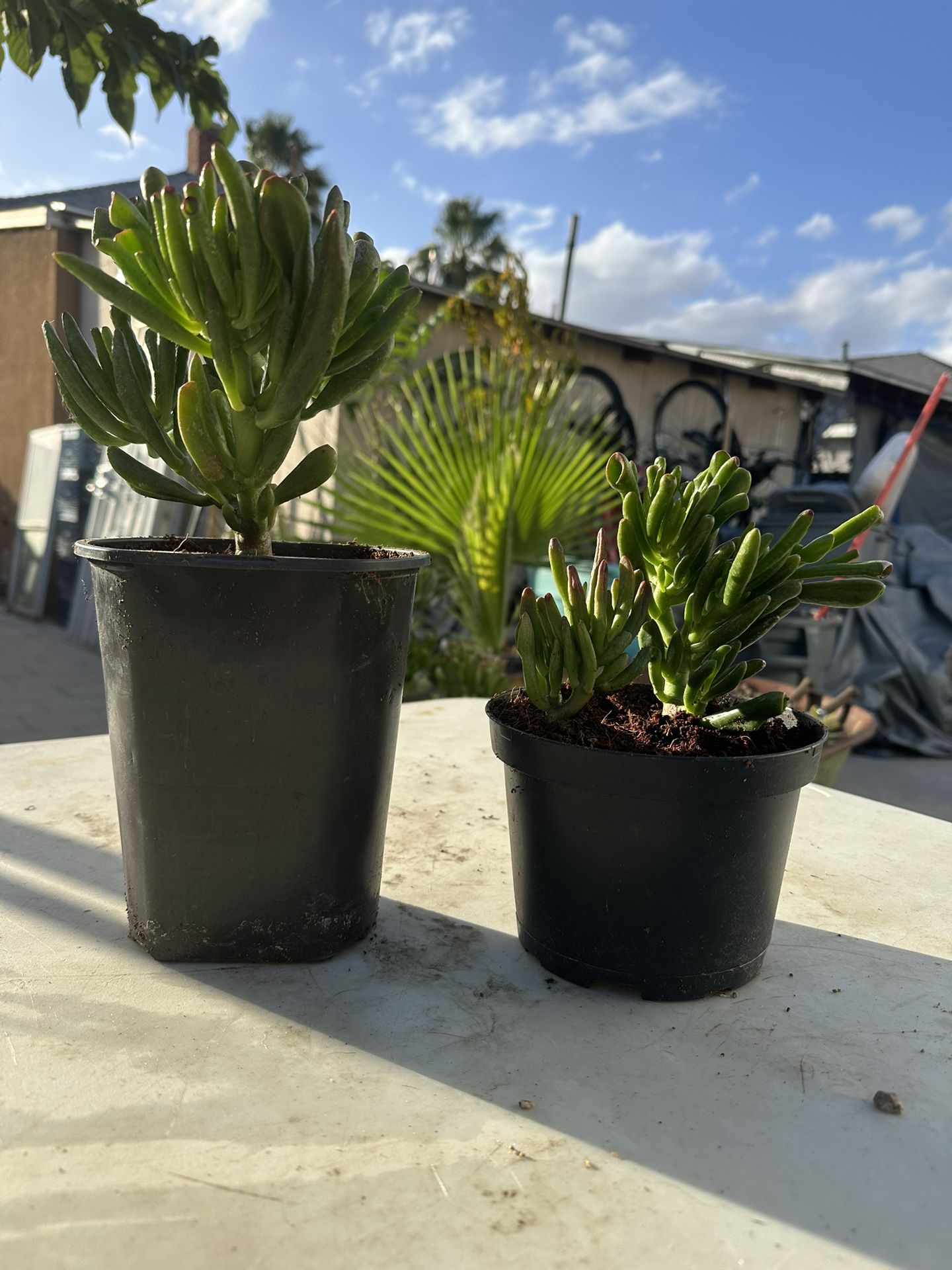 Jade Succulent Plant