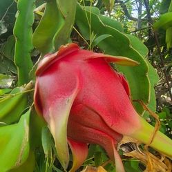 Dragon fruit, dragon fruit clippings, Heirloom tomatoes,