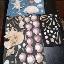 Seashells
