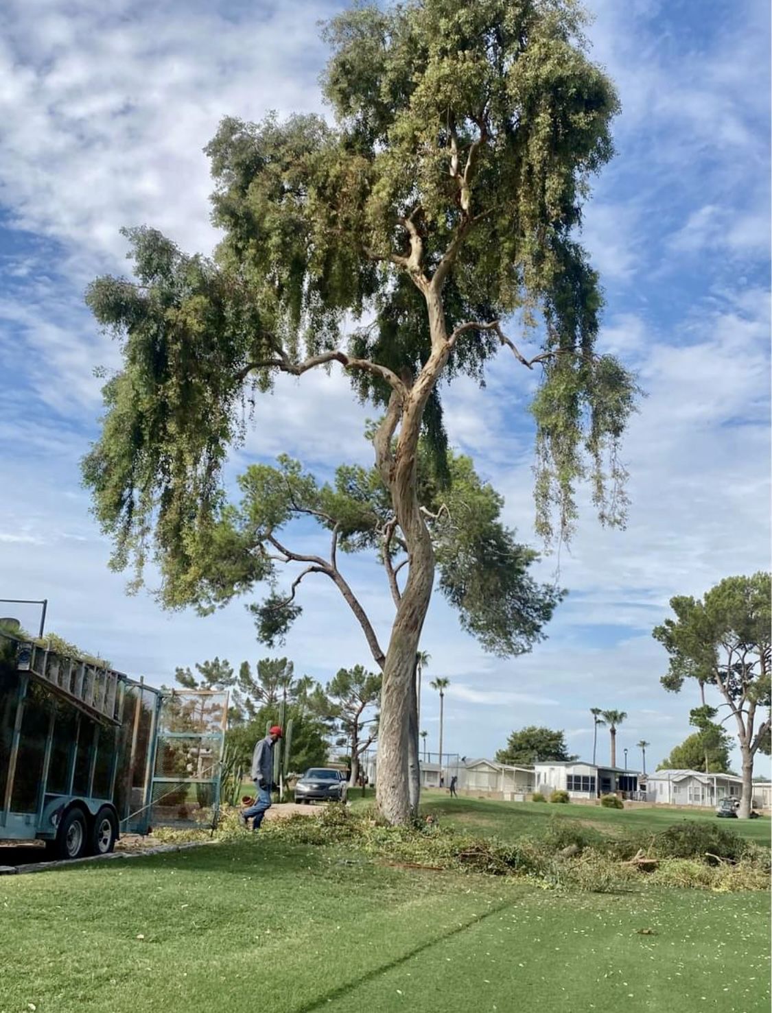 Tree Trimming