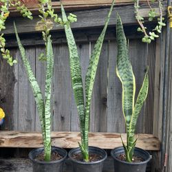 Indoor Mother-in-Law or Snake Plant