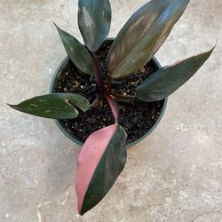 Philodendron Pink Princess 