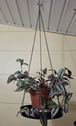 Purple Wandering Jew